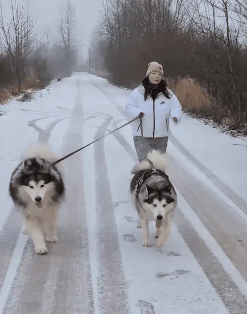 Identity verification for safer pet care