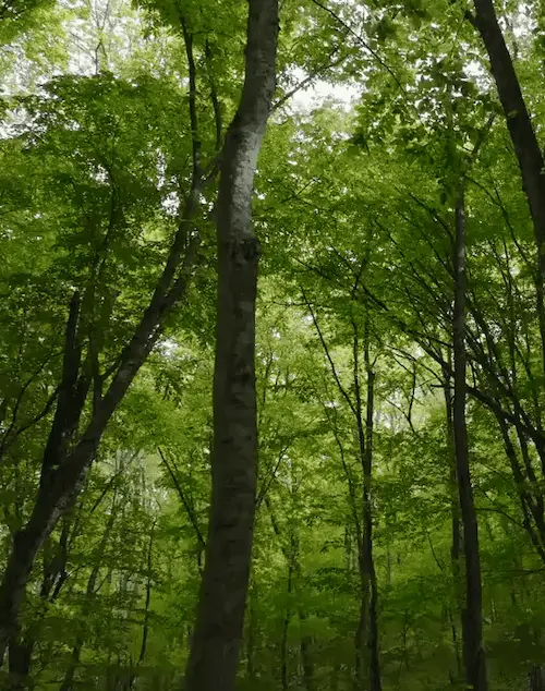 Measure impact. Report carbon.